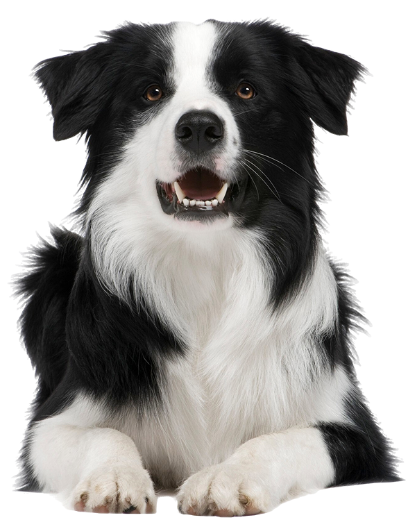 Patinoya Veteriner Kliniği