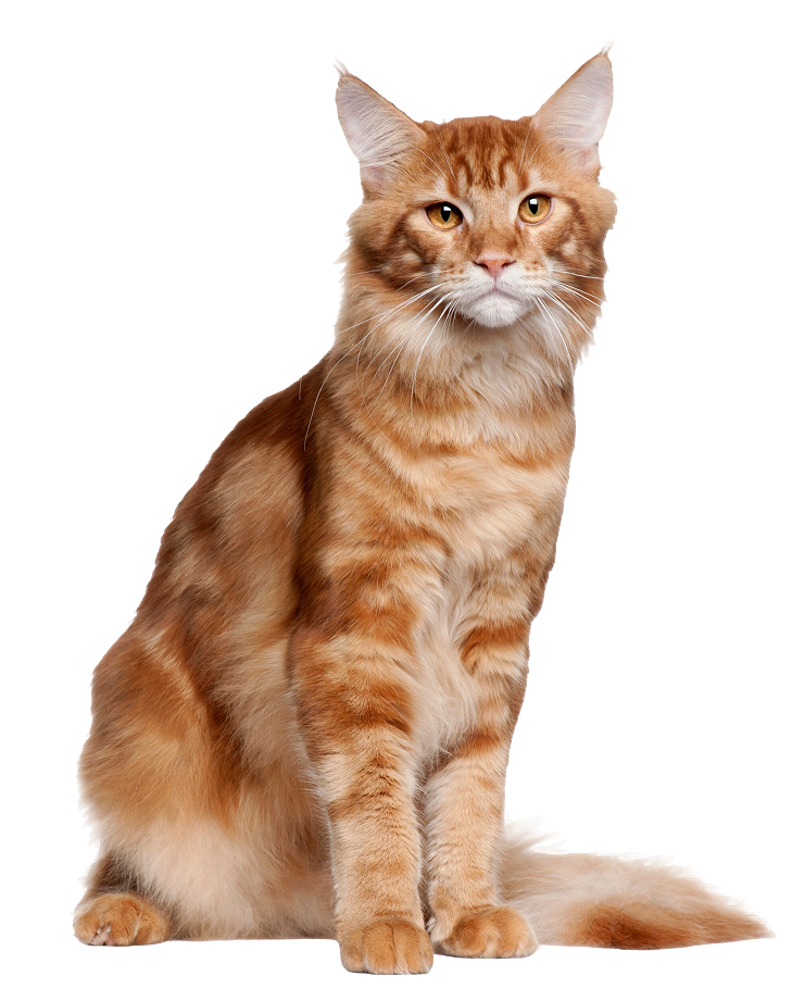 Evcil Hayvan Bakımı